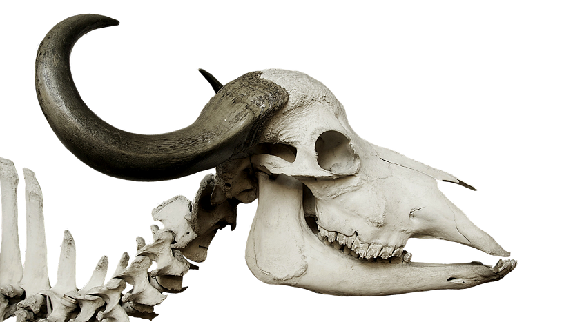 skull surgery performed on stone age cow: study