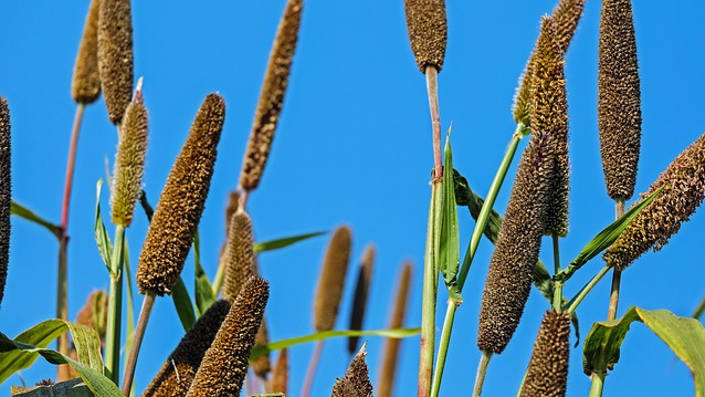 rs 27 cr project for the cultivation of millet: haryana budget rs 27 cr project for the cultivation of millet: haryana budget