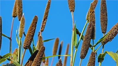 Rs 27 cr project for the cultivation of millet: Haryana Budget 