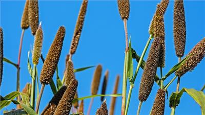 The return of the millet