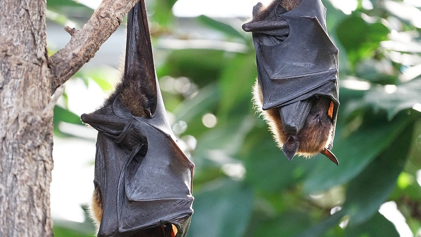 ai helps identify bat species suspected of carrying nipah virus