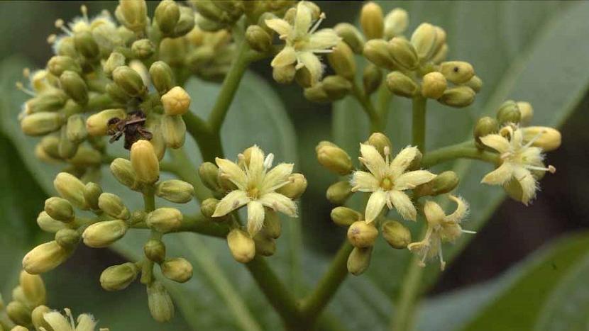 assam forester rediscovers assam forester rediscovers