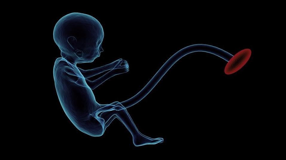 crispr sheds light on gene key to human embryo development