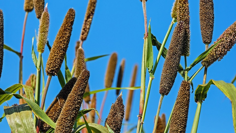 here is how millets can make india