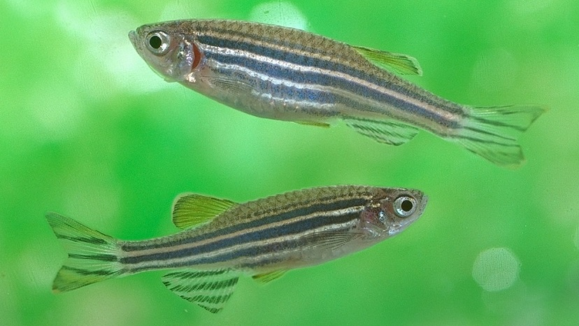 zebrafish unlocks mystery of motor neurone disease 